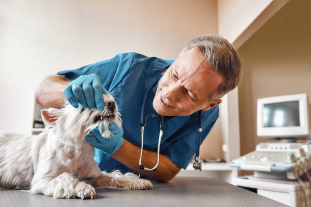 Best Emergency Broken Tooth Repair in Durham, NC